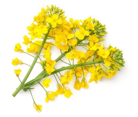 rapeseed plant