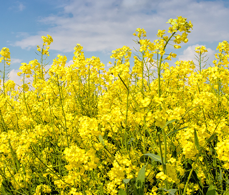 rapeseed field